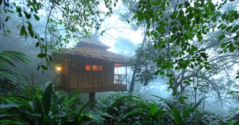 4 Days Kerala Tree House Honeymoon Package