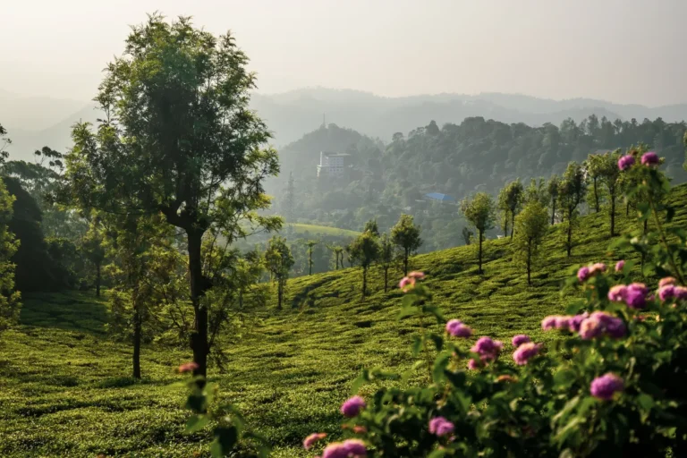 Kerala family tour from Munnar to Kovalam