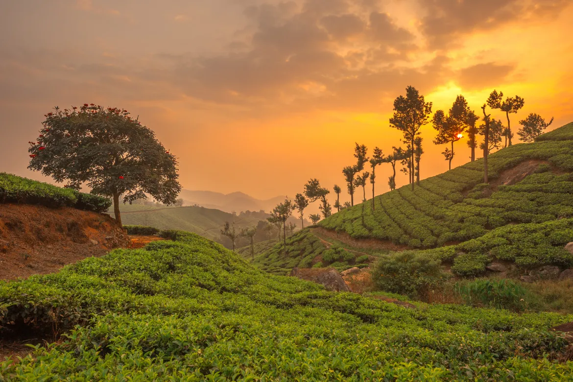 Munnar Honeymoon Packages