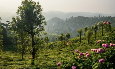 Kerala (6)