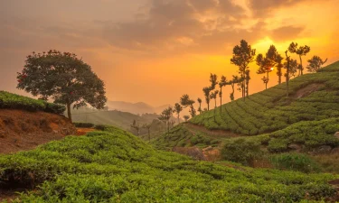 Munnar (2)